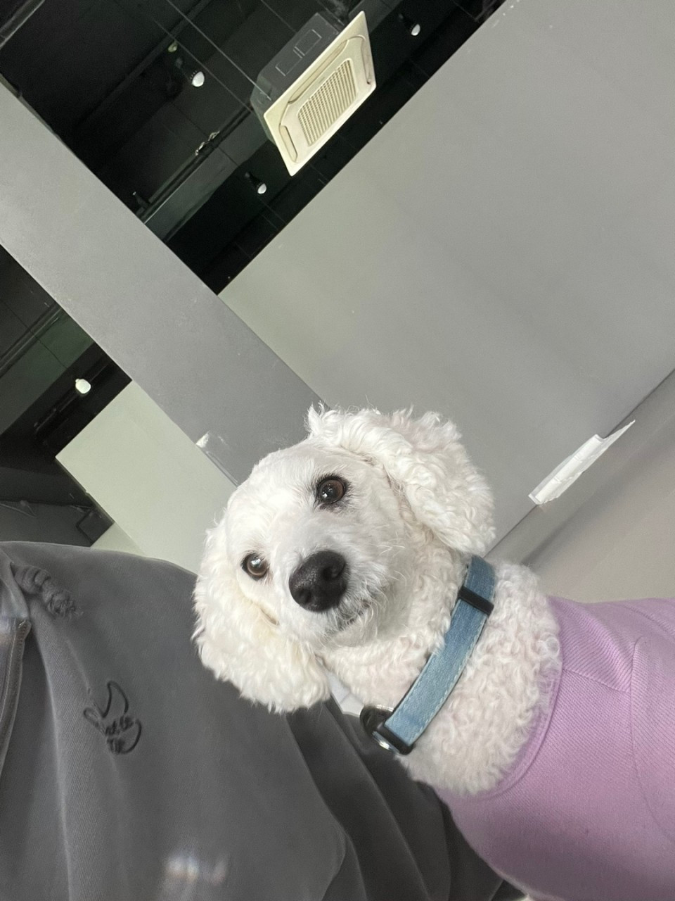 푸젤강아지유치원