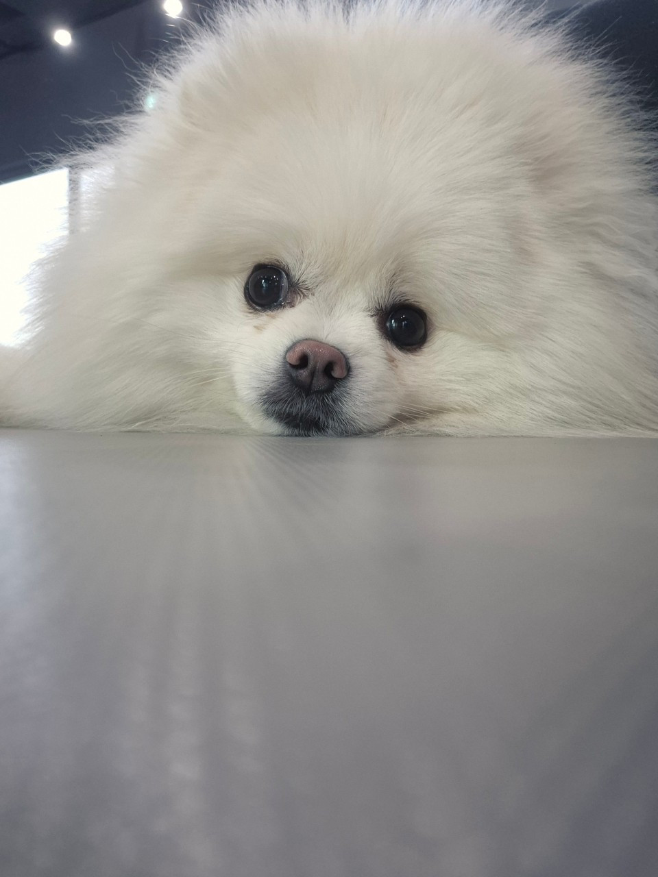 푸젤강아지유치원
