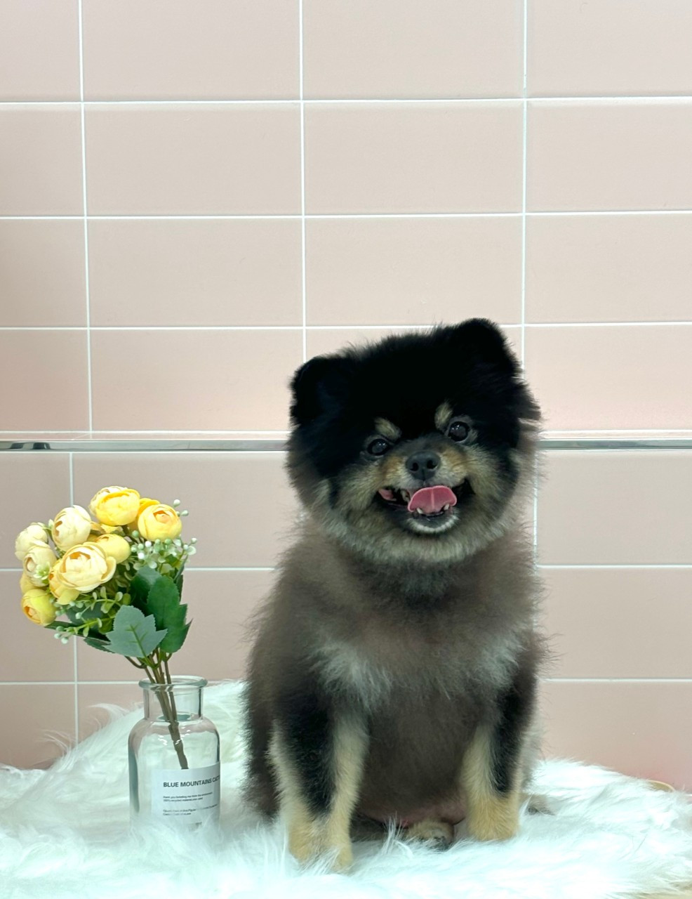 라온펫애견미용실
