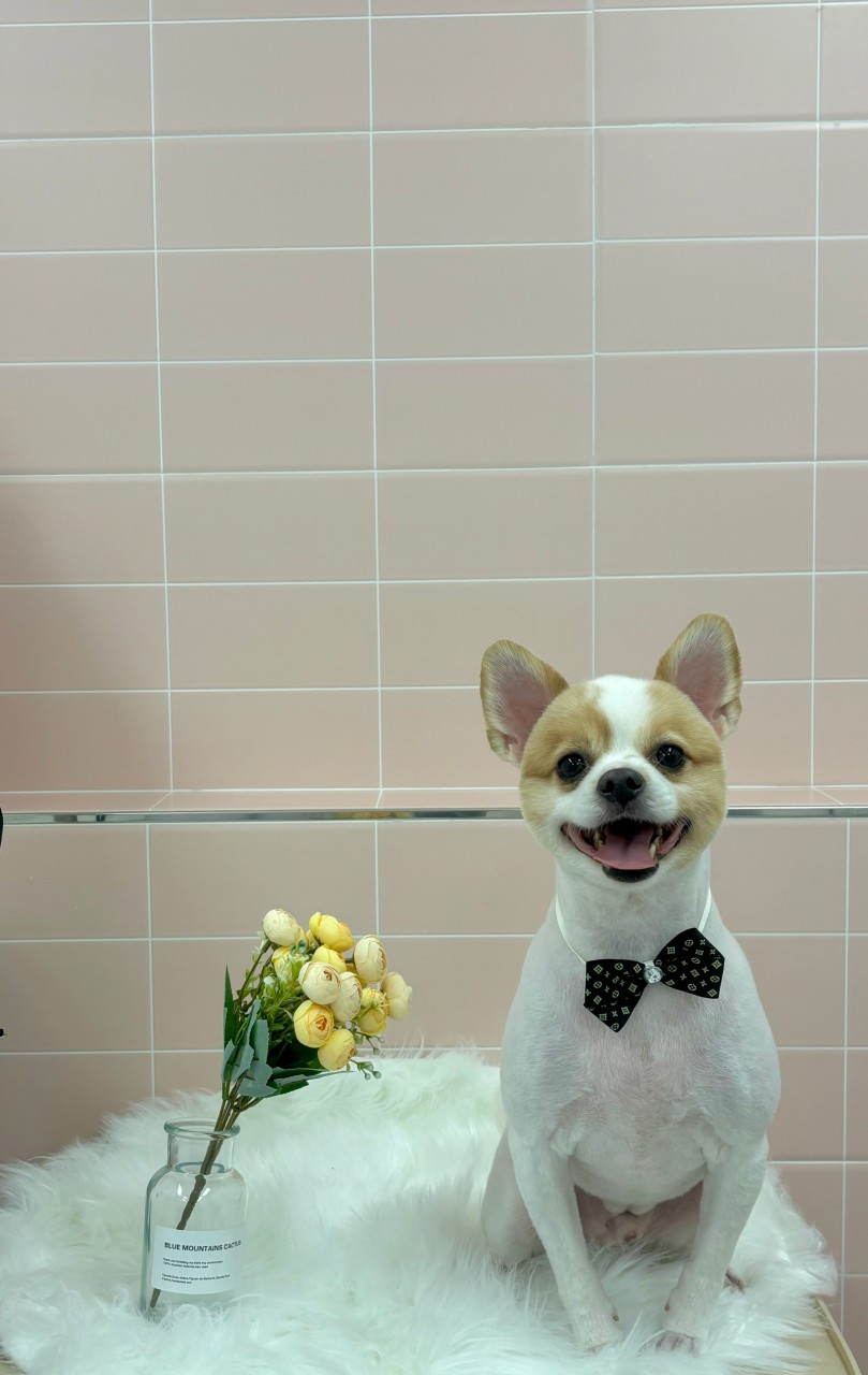 라온펫애견미용실