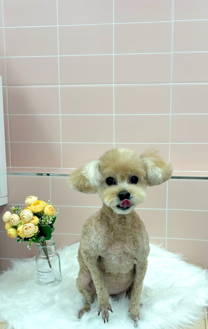 라온펫애견미용실