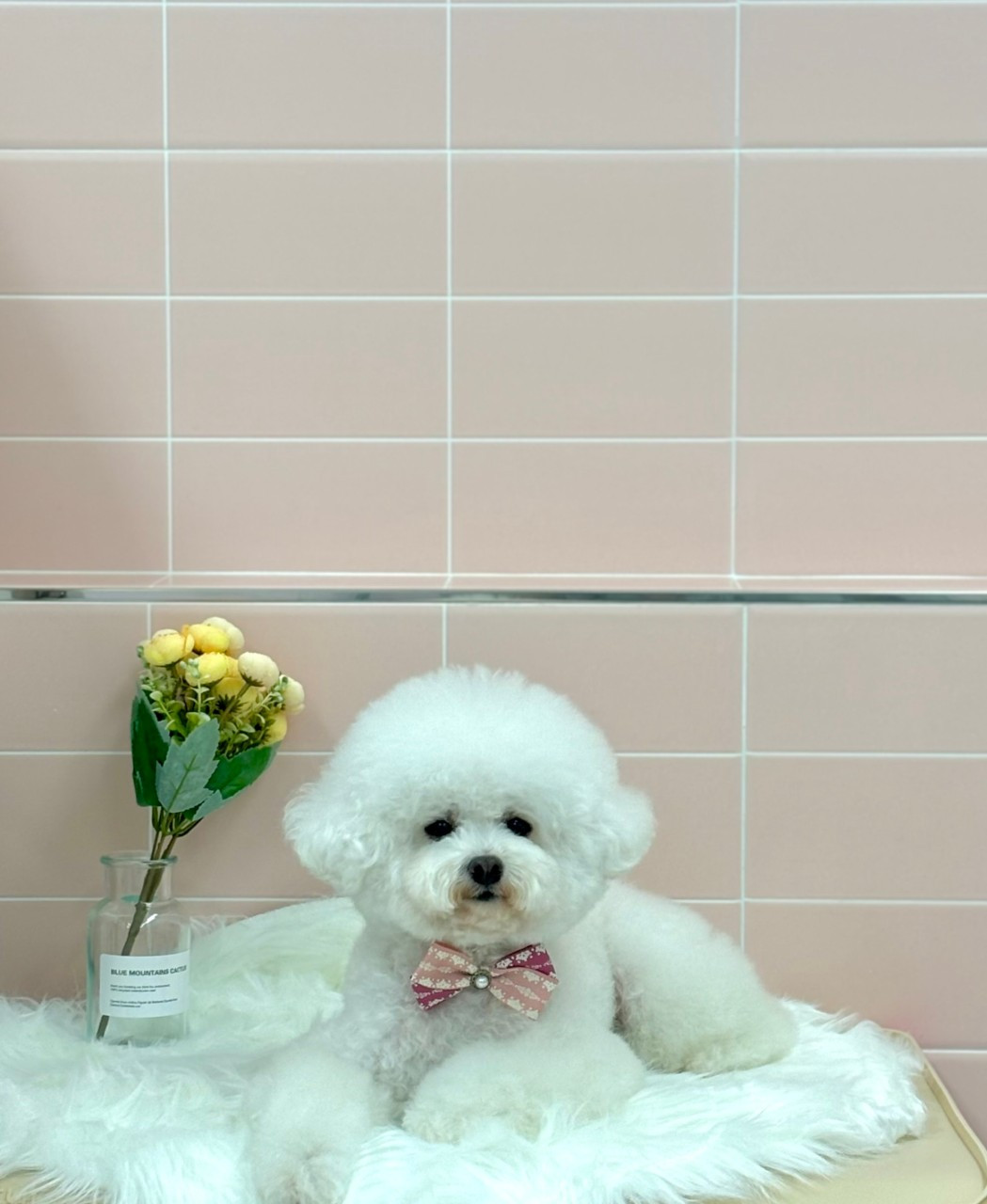 라온펫애견미용실
