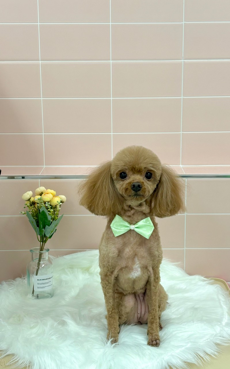 라온펫애견미용실