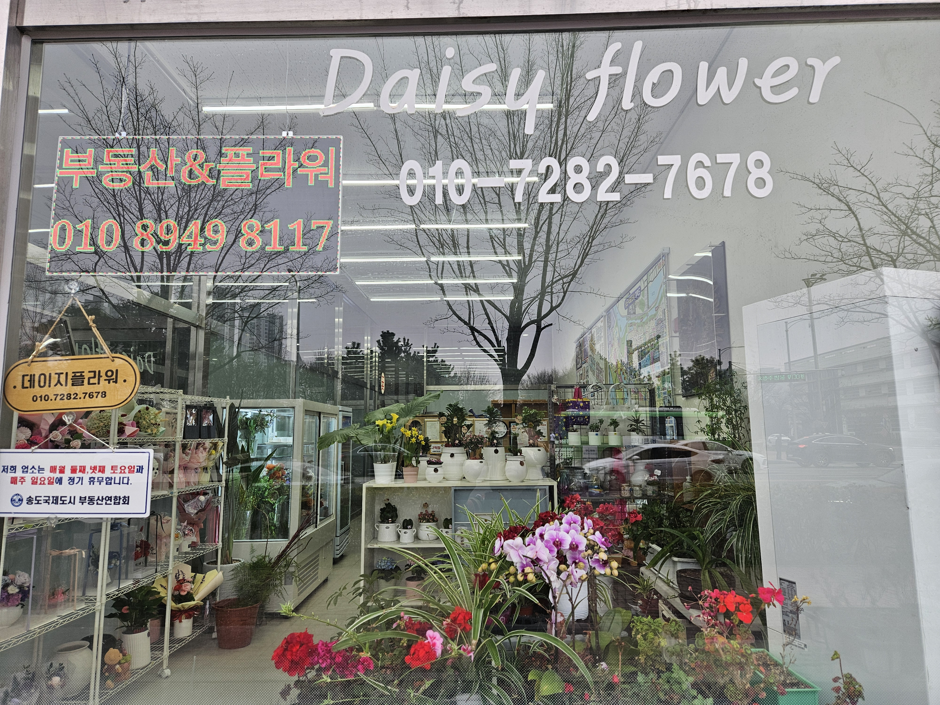데이지플라워