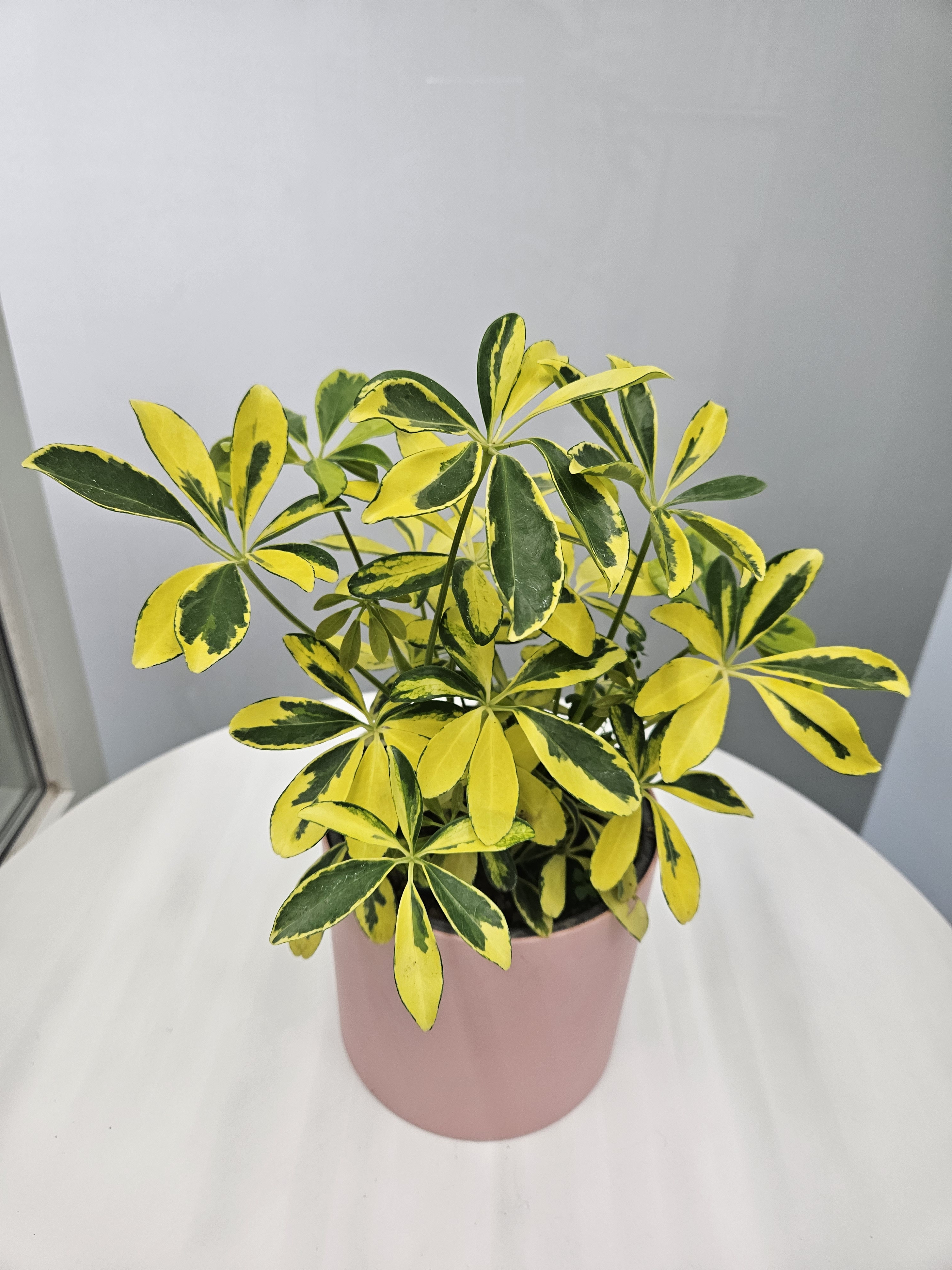 데이지플라워