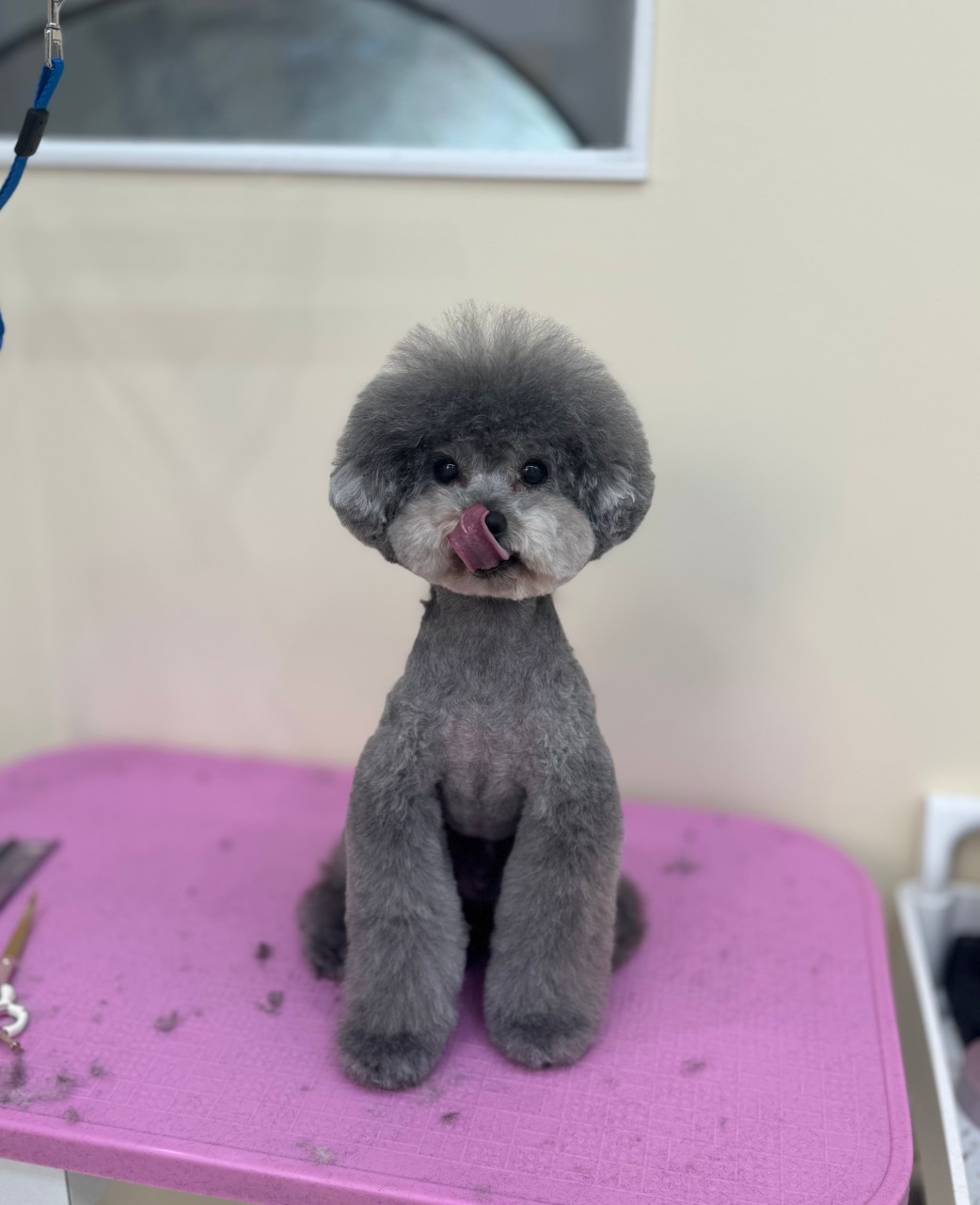 몽실몽실살롱
