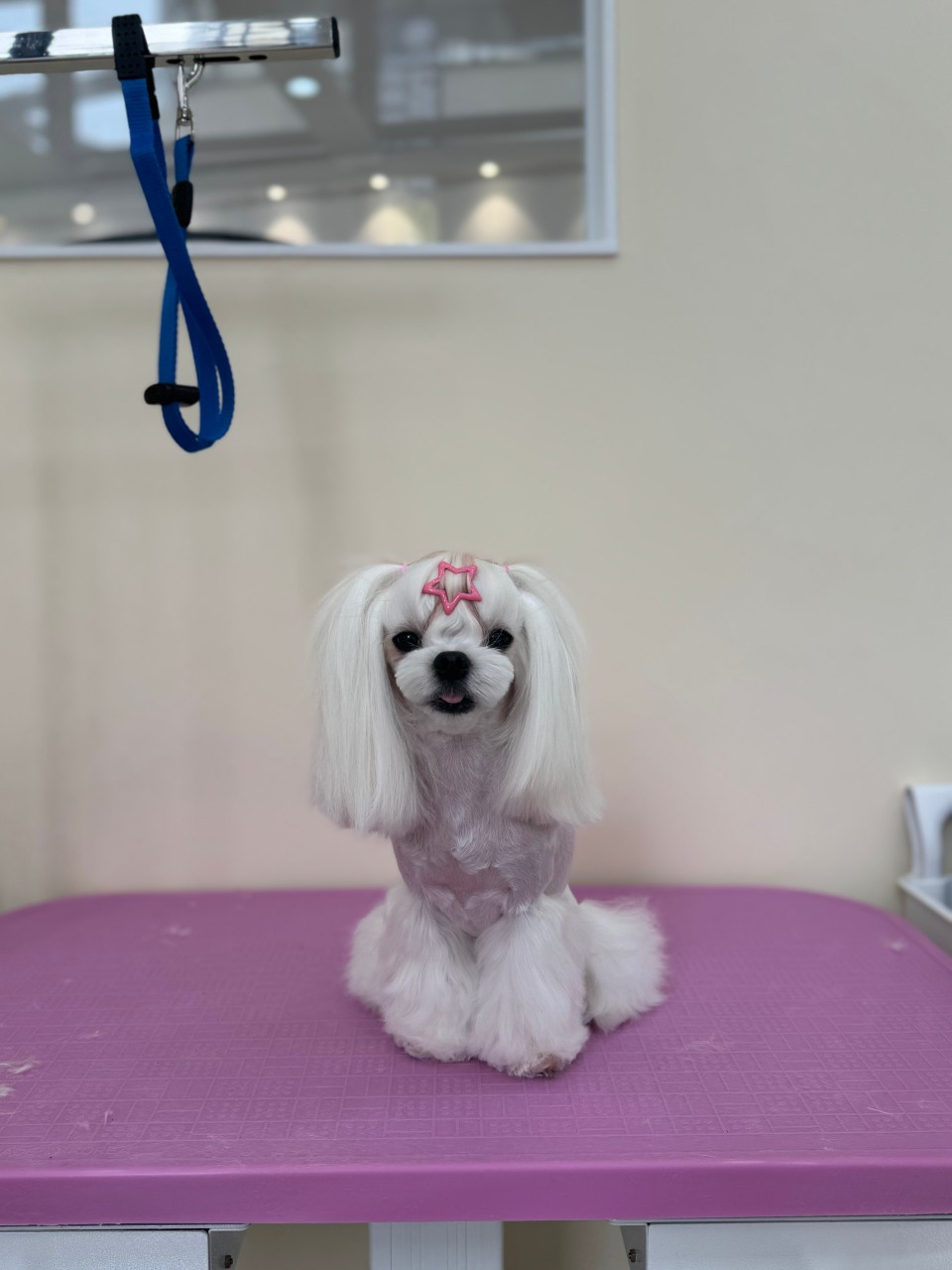 몽실몽실살롱