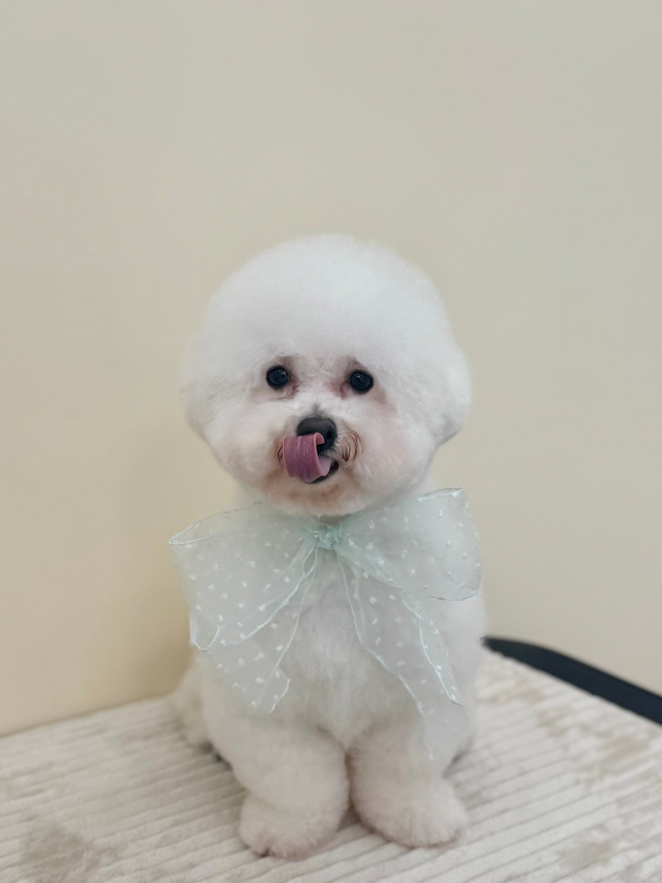 몽실몽실살롱