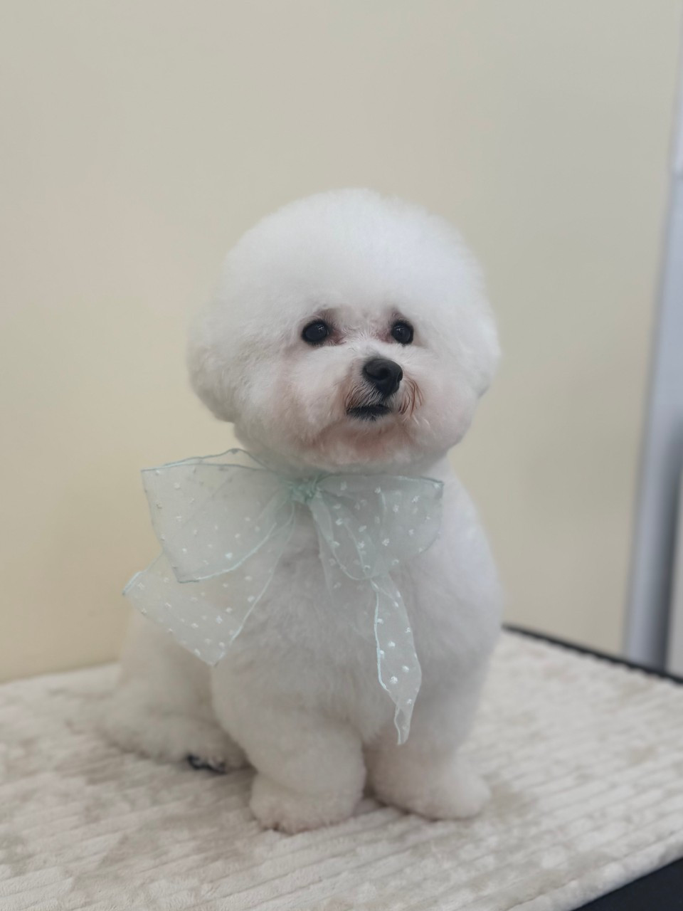 몽실몽실살롱