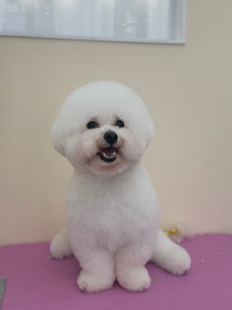몽실몽실살롱