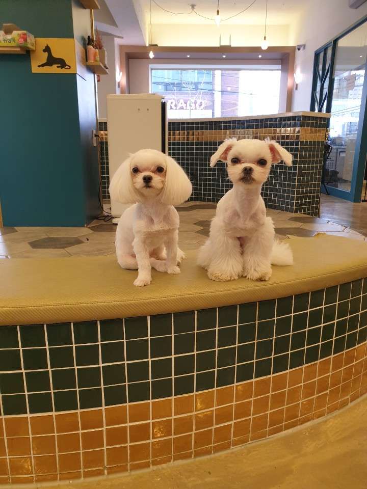 단테애견호텔&카페