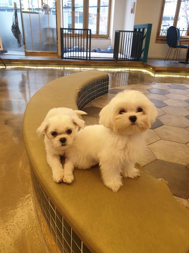단테애견호텔&카페