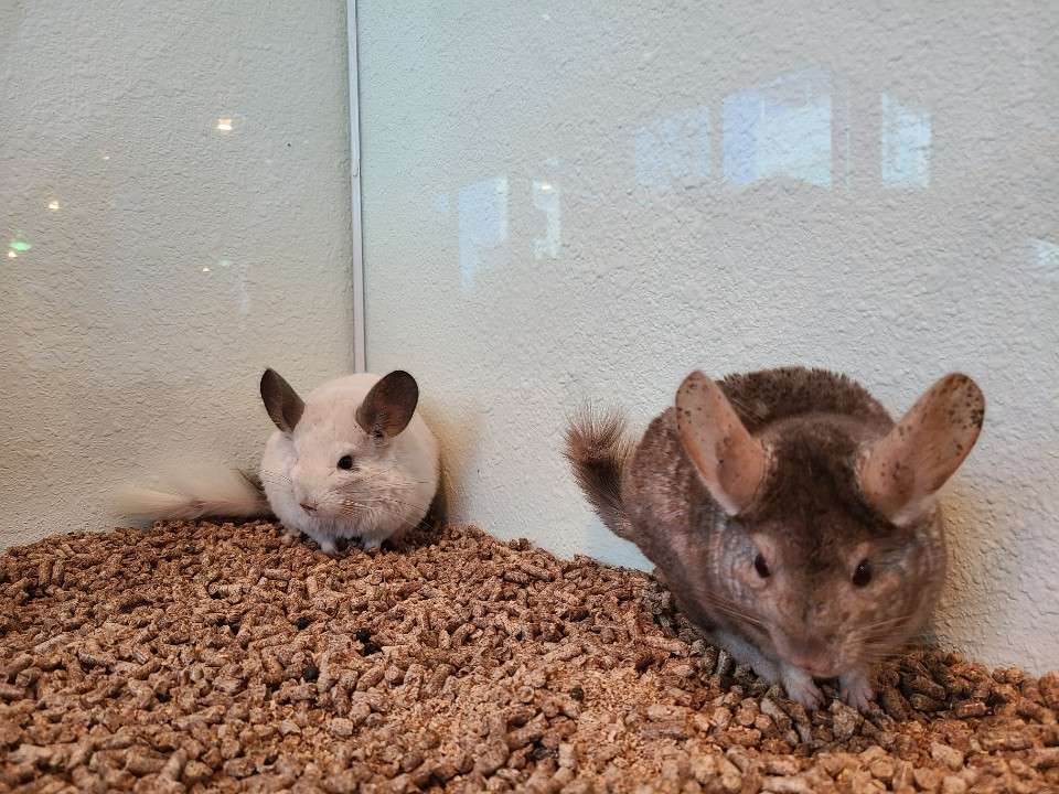 모들카페