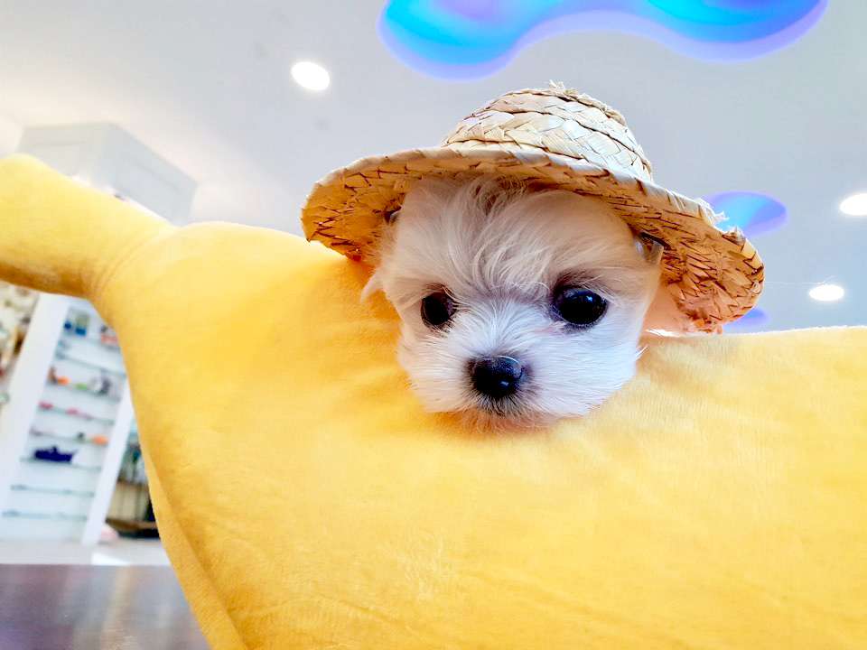 슈슈퍼피