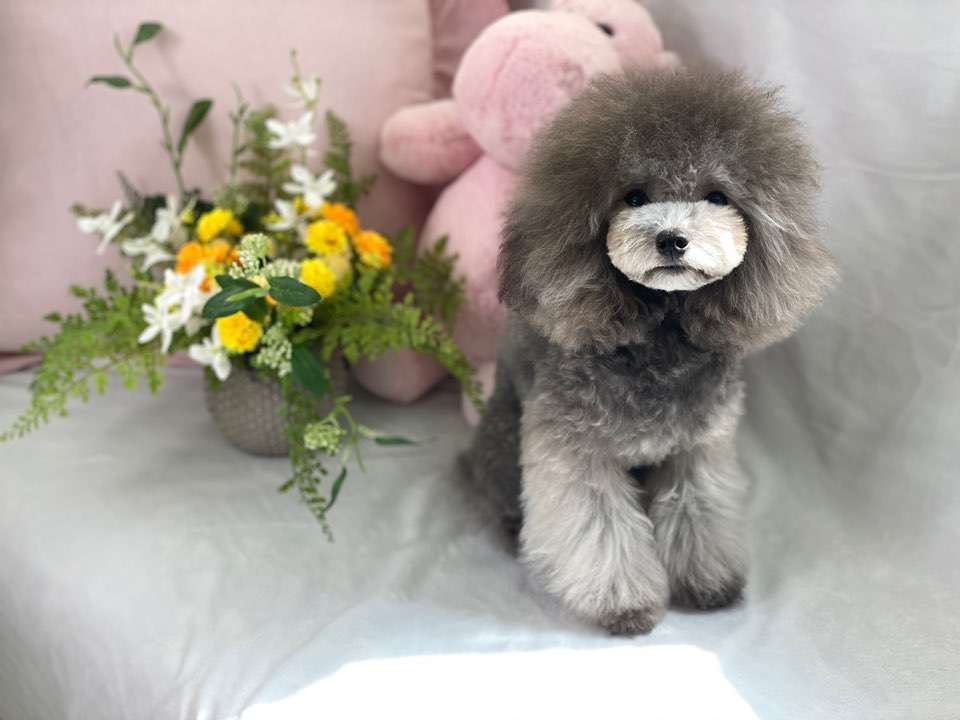 슈슈퍼피