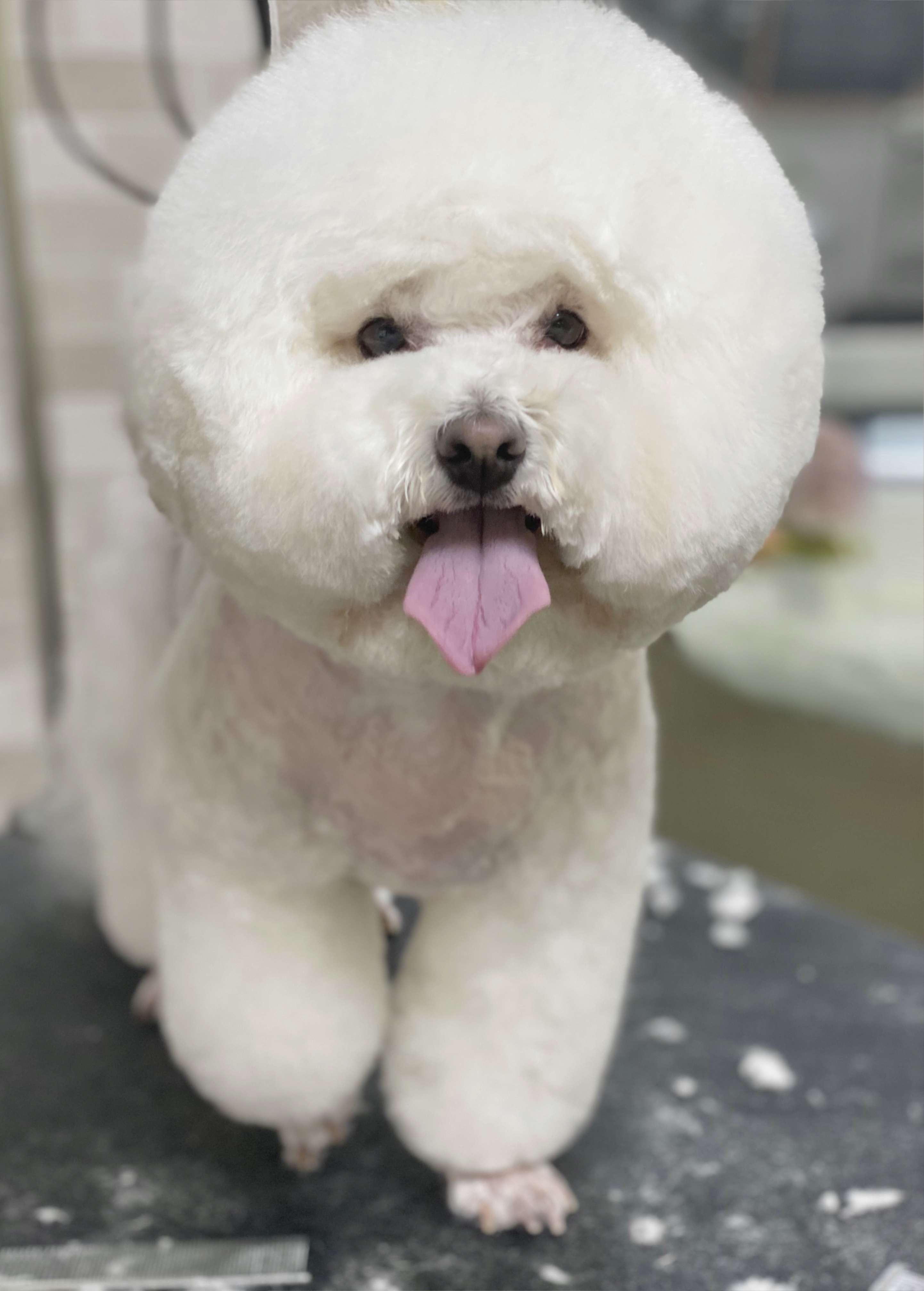 슈슈퍼피