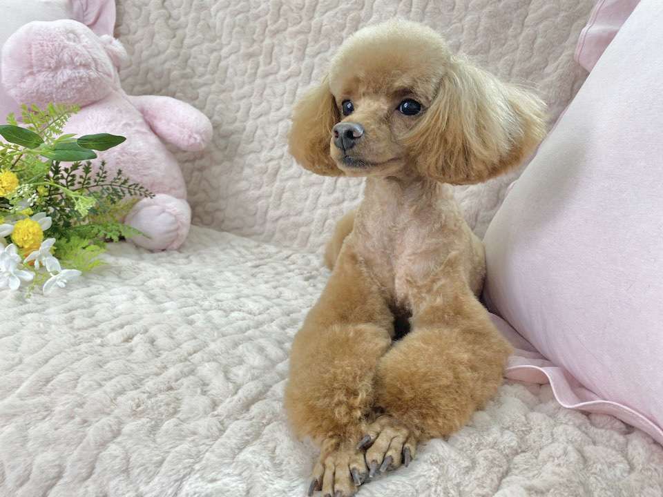 슈슈퍼피