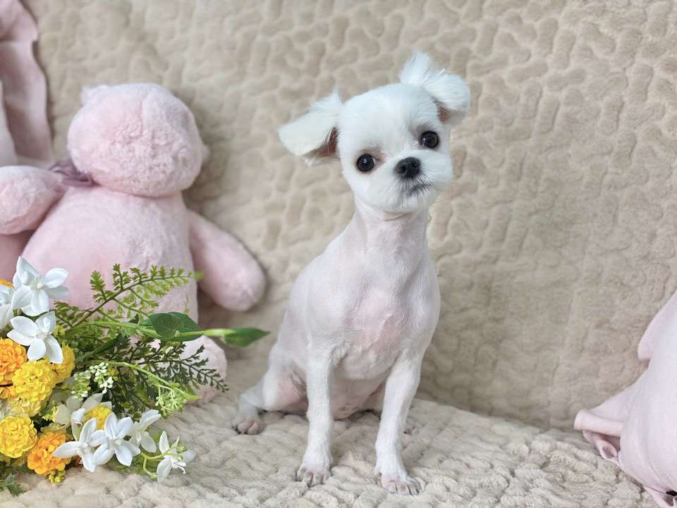슈슈퍼피