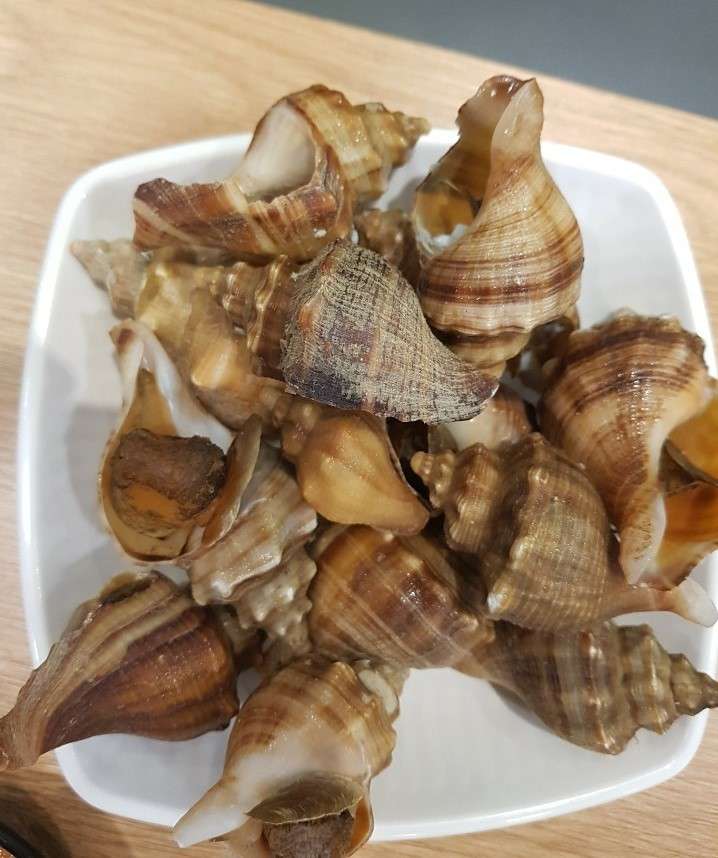 도시바다
