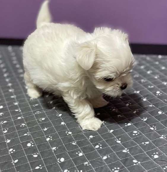 강아지와고양이