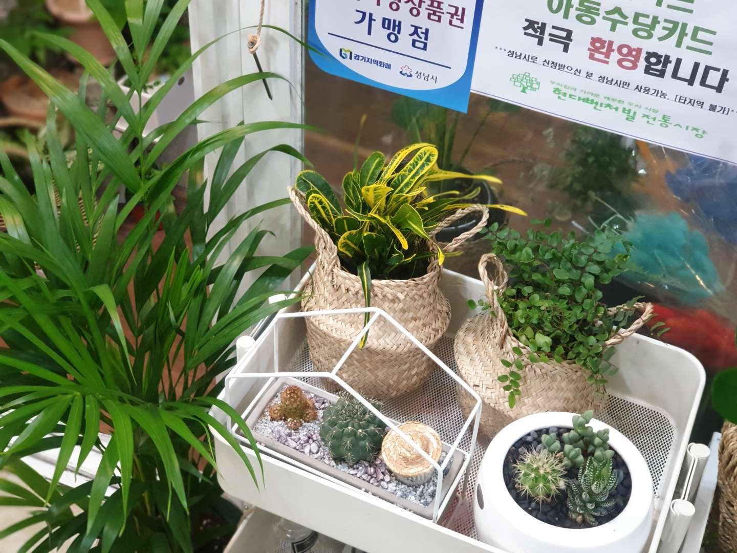 피어나꽃