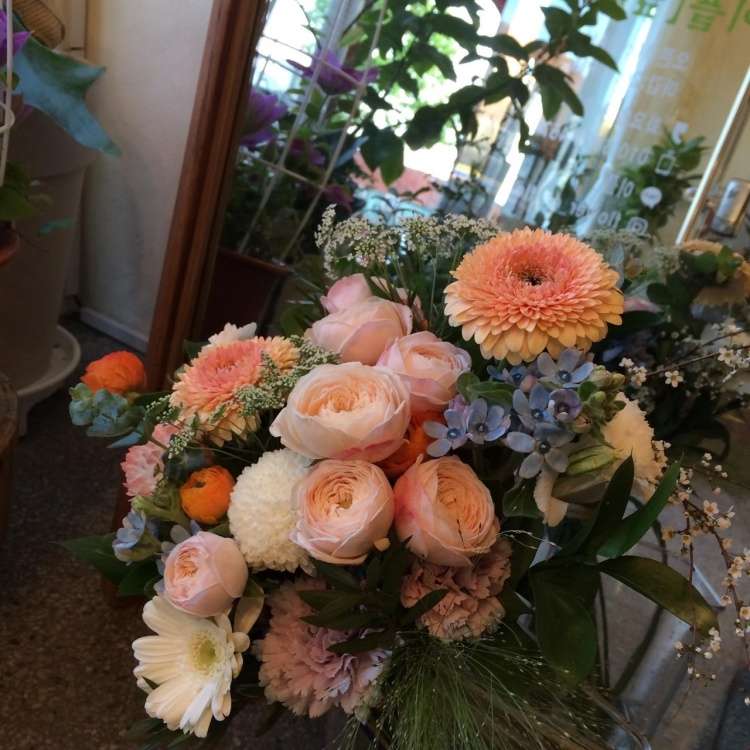 이플[잎을]