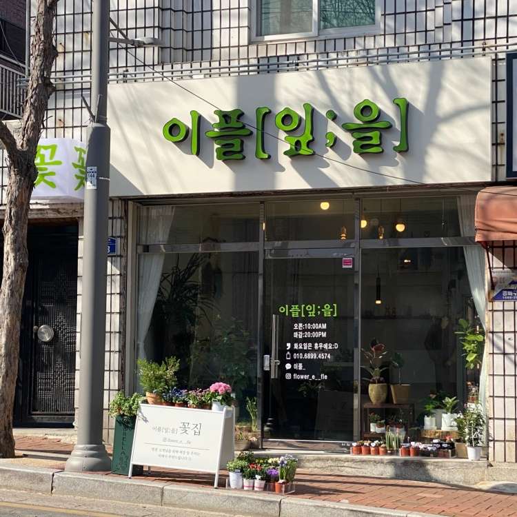 이플[잎을]