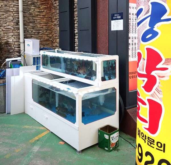 금당막회