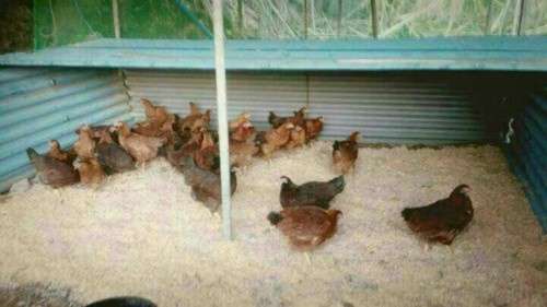 한옥과편백의만남펜션